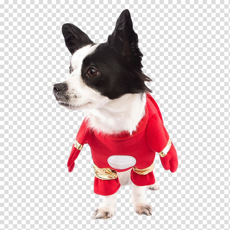 Dog breed Puppy Affenpinscher Costume Clothing, puppy transparent background PNG clipart