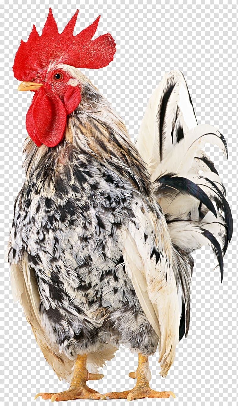 Rooster Rhode Island Red Japanese bantam Cochin chicken Broiler, Rooster Of Barcelos transparent background PNG clipart