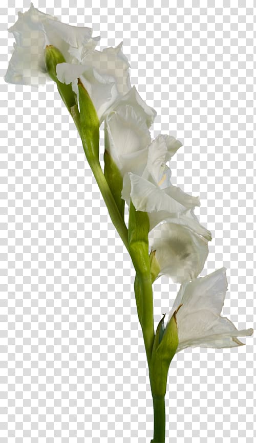 Gladiolus White Flower , gladiolus transparent background PNG clipart