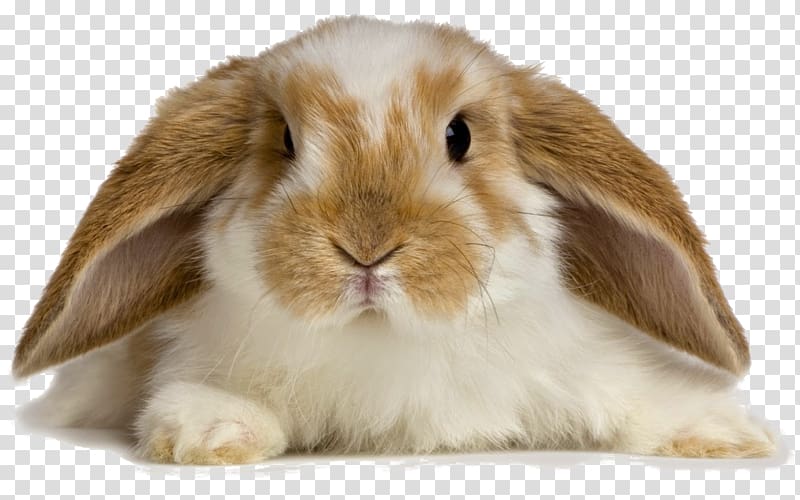 Holland Lop Angora rabbit Pet sitting Domestic rabbit, rabbit transparent background PNG clipart