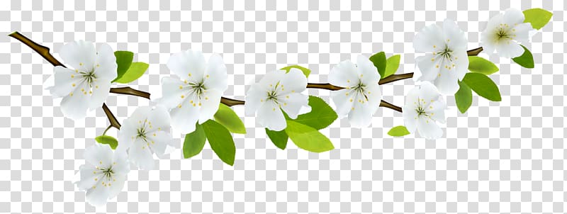 Flower Branch , Spring Branch White , white flowers transparent background PNG clipart