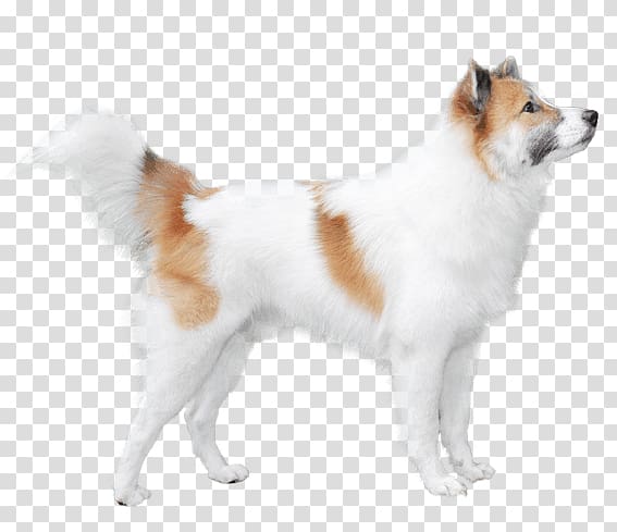 German Spitz Mittel German Spitz Klein Norwegian buhund Akita Greenland Dog, Street Dogs In Thailand transparent background PNG clipart