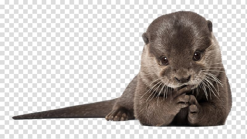 Sea otter Portable Network Graphics Desktop , baby otter transparent background PNG clipart