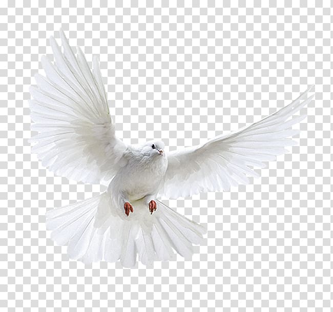 white pigeon , Columbidae Domestic pigeon Bird Flight, White dove transparent background PNG clipart