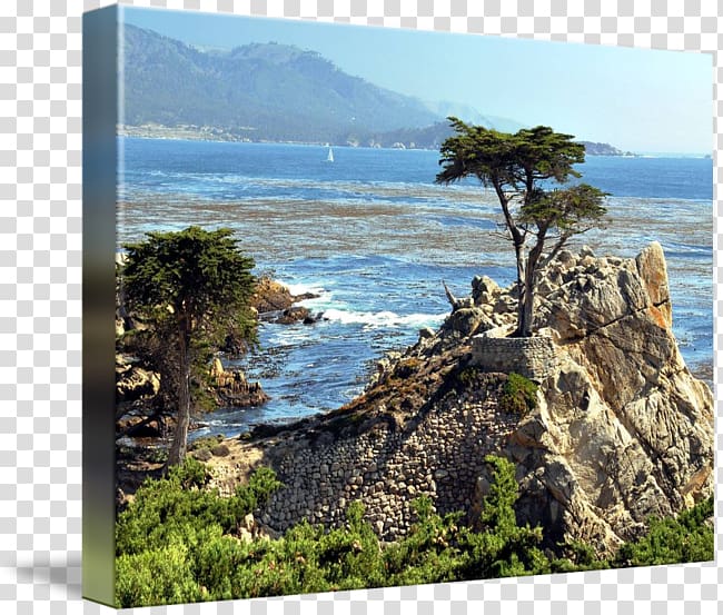 Lone Cypress Coast Pismo Beach Art.com, cypress tree transparent background PNG clipart