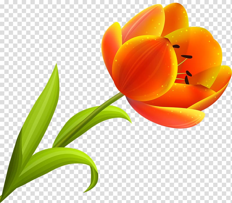 Flower Blossom Petal Orange, tulip transparent background PNG clipart