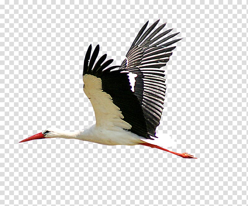 Stork transparent background PNG clipart