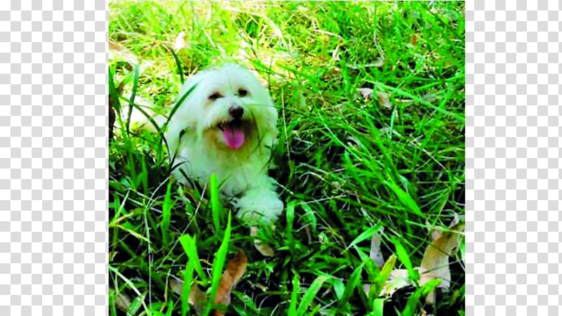 Maltese dog Havanese dog Shih Tzu Lhasa Apso Dog breed, puppy transparent background PNG clipart