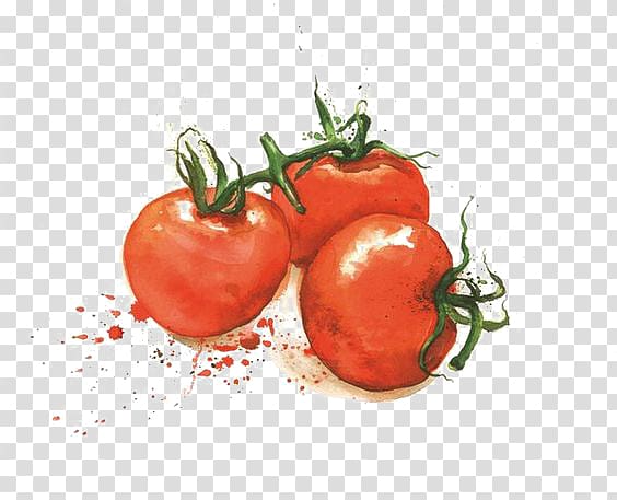 red tomato painting, Tomato Varenye Fruit Vegetable Illustration, Watercolor tomato transparent background PNG clipart