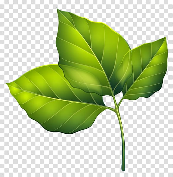 Leaf , green palm leaves decorated transparent background PNG clipart