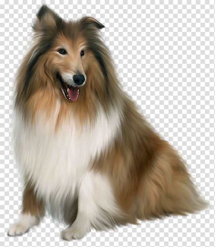 New Guinea singing dog Puppy, Painted Scotch Collie Dog , adult rough collie illustration transparent background PNG clipart