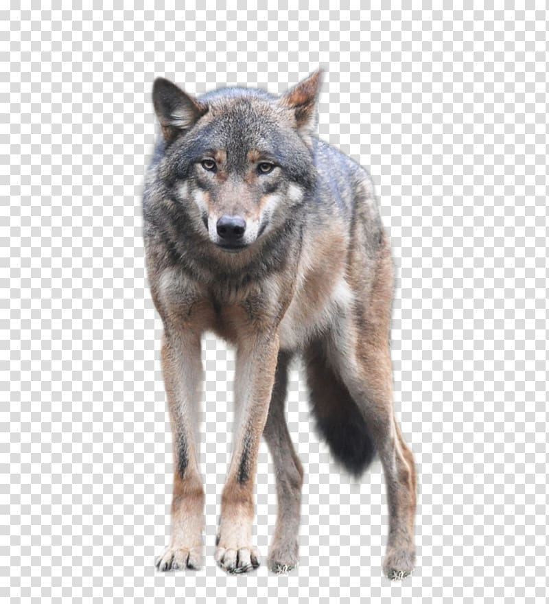 black and brown wolf illustration, Gray wolf , Wolf transparent background PNG clipart