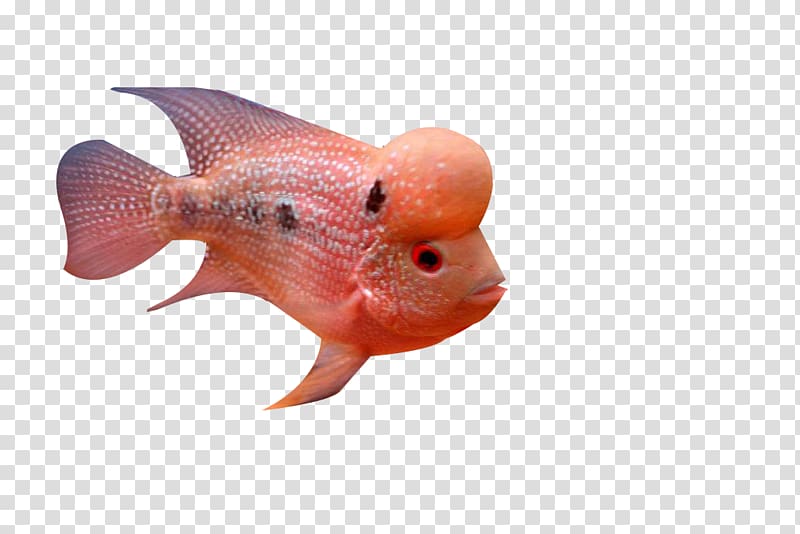 Deep sea fish Deep sea fish, Deep sea rosé fish transparent background PNG clipart