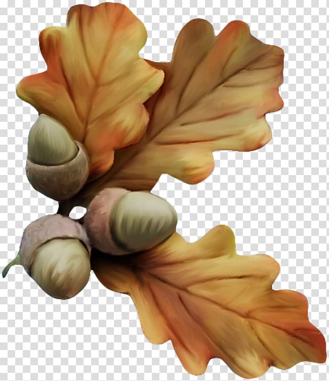 Acorn Drawing , acorn transparent background PNG clipart