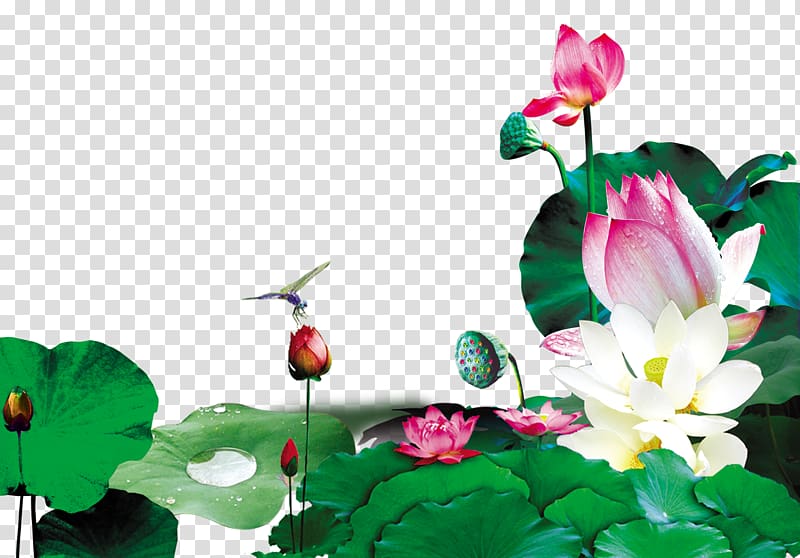 Xiazhi Leaf, Blooming lotus dragonfly lotus leaf decoration background transparent background PNG clipart