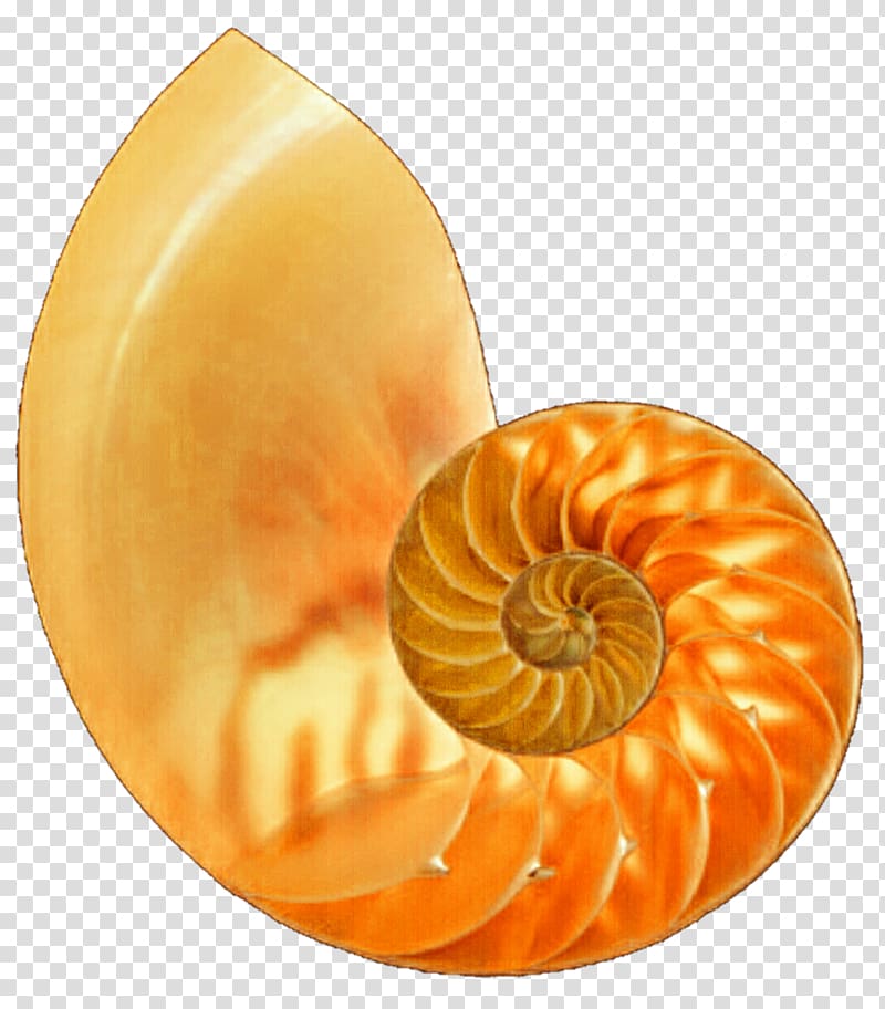 Nautilidae Marine invertebrates Chambered nautilus, seashell transparent background PNG clipart