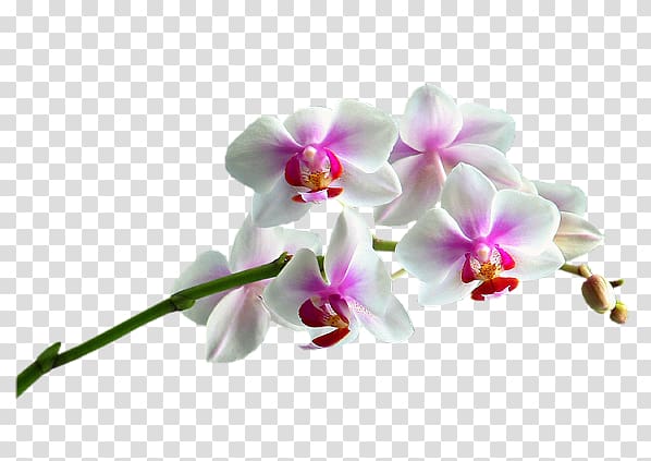 Moth orchids Cut flowers Plant, Orchidea transparent background PNG clipart