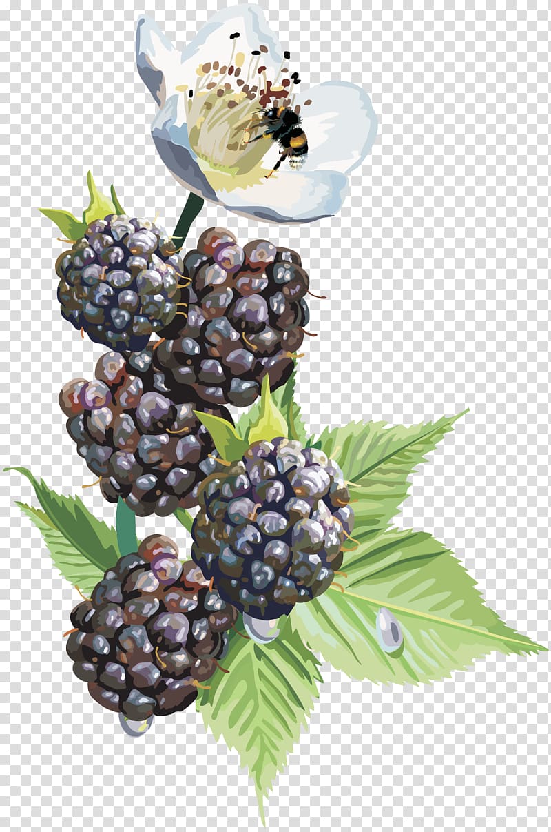 Desktop , black raspberry transparent background PNG clipart