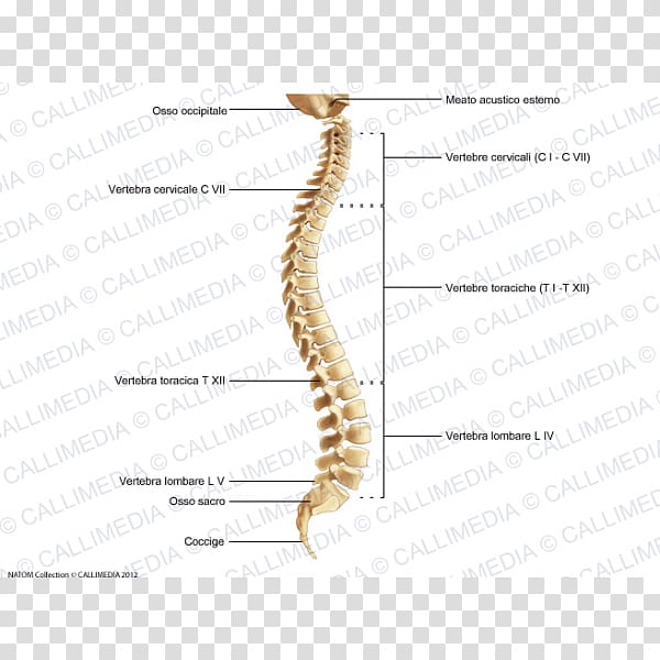 Vertebral column Joint Invertebrate Anatomy Human skeleton, Skeleton transparent background PNG clipart