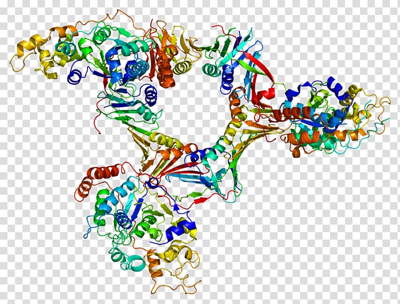 Flap structure-specific endonuclease 1 Protein DNA, 1 transparent background PNG clipart