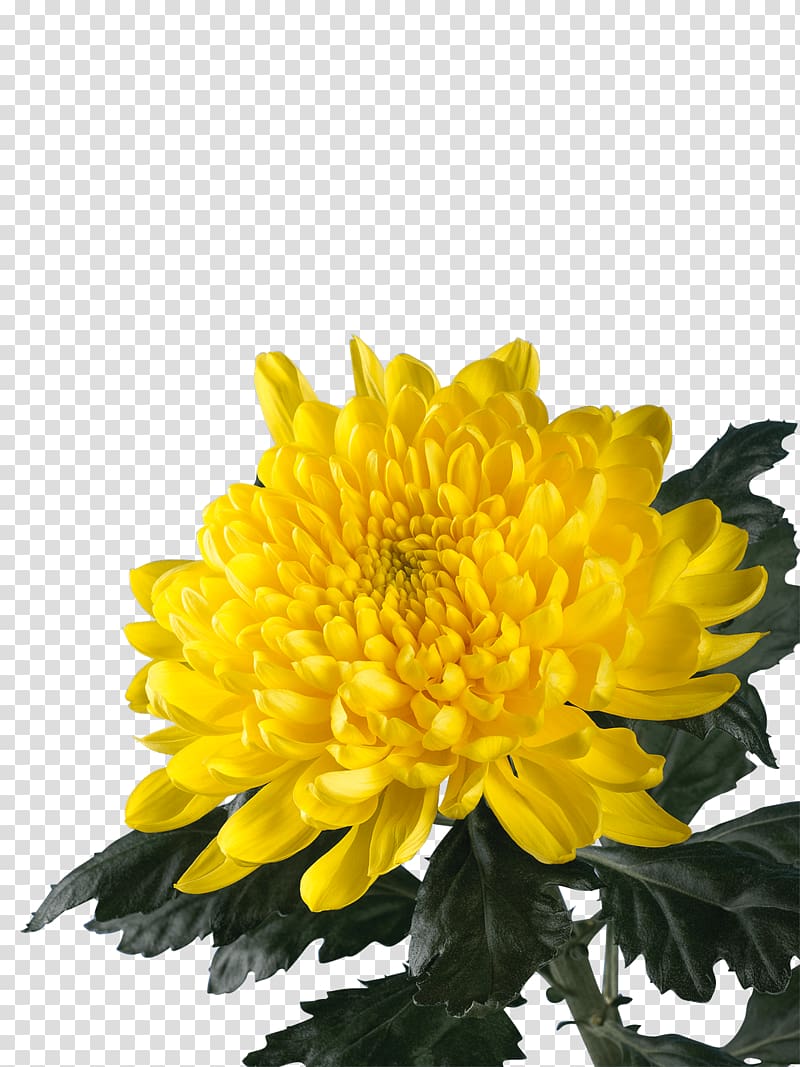 Chrysanthemum Annual plant, chrysanthemum transparent background PNG clipart