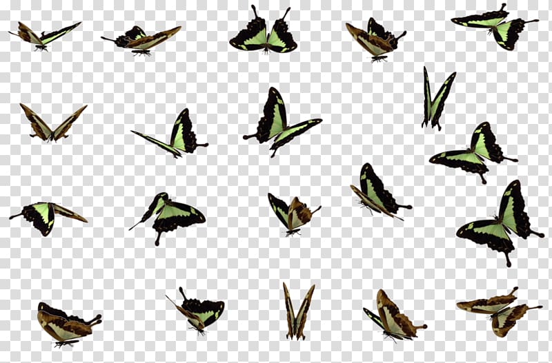 Butterfly Transparency and translucency, Butterflies Swarm File transparent background PNG clipart