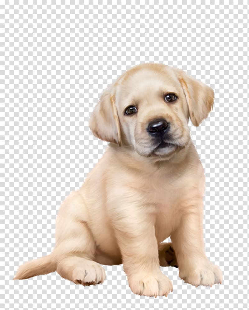 Labrador Retriever Golden Retriever Puppy Dog breed Companion dog, golden retriever transparent background PNG clipart