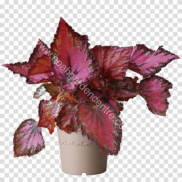 Painted-leaf begonia Plant Petal Fern, plant transparent background PNG clipart