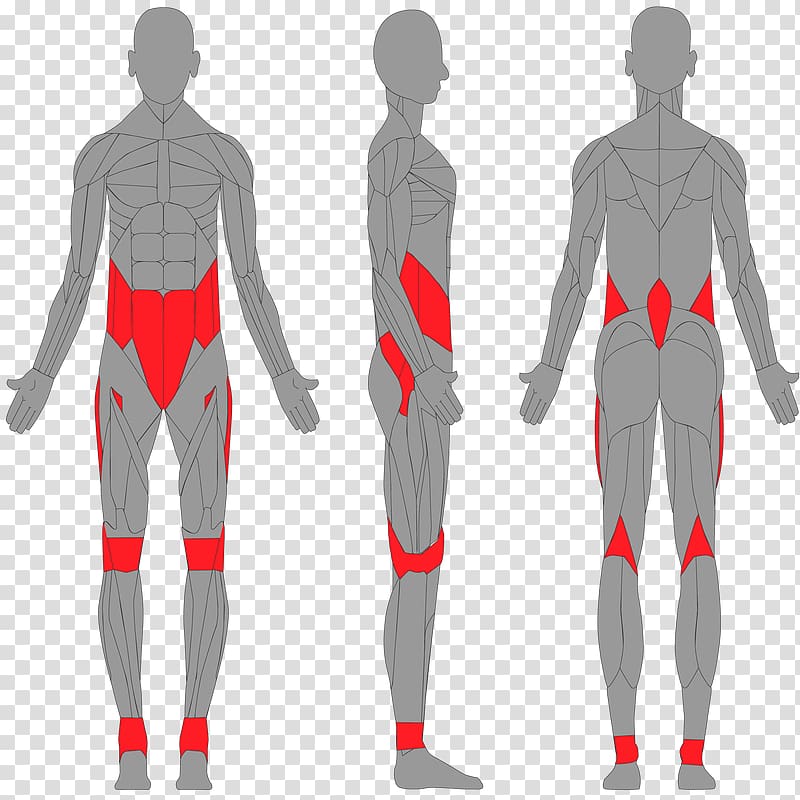 Homo sapiens Shoulder Human leg Human body Arm, arm transparent background PNG clipart