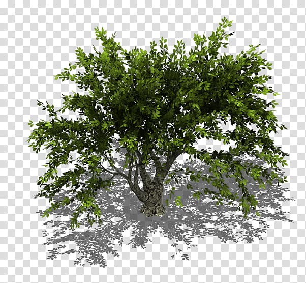 Tree Sprite, tree transparent background PNG clipart