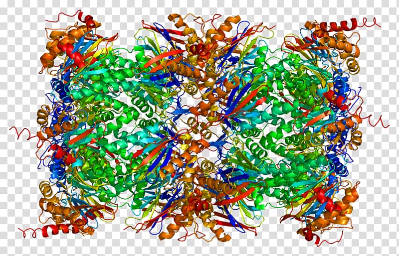Threonine protease Proteasome Serine protease, Atm Serinethreonine Kinase transparent background PNG clipart