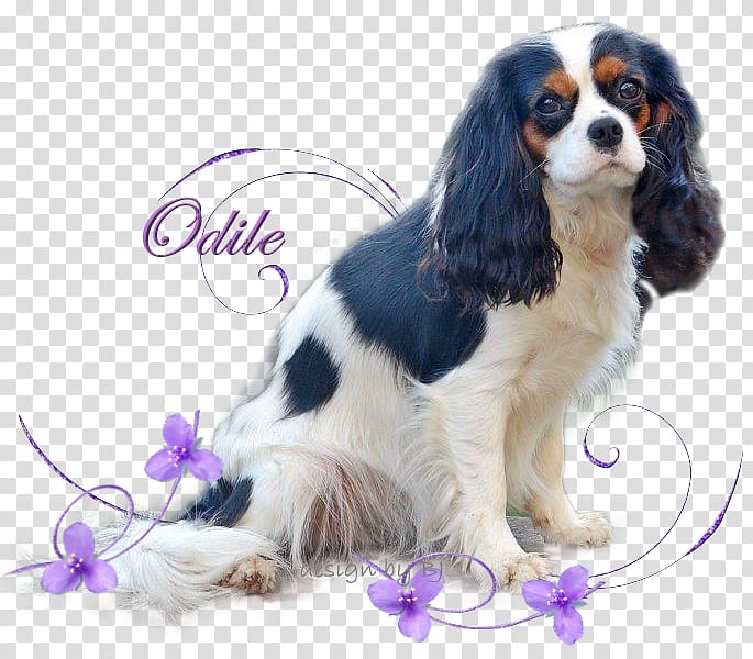 Cavalier King Charles Spaniel Puppy Dog breed Companion dog, puppy transparent background PNG clipart