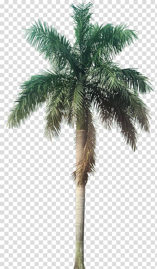 Roystonea regia Galaxy Homes (P) Ltd Tree Arecaceae Plant, palm tree transparent background PNG clipart