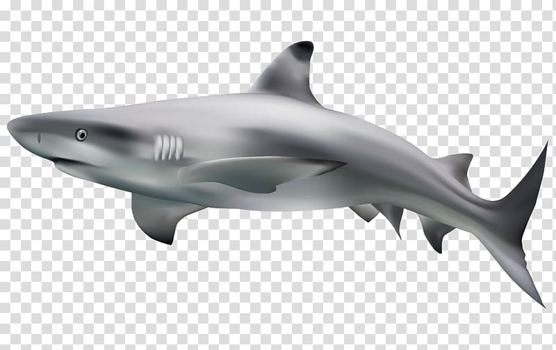 Great white shark , Shark material transparent background PNG clipart
