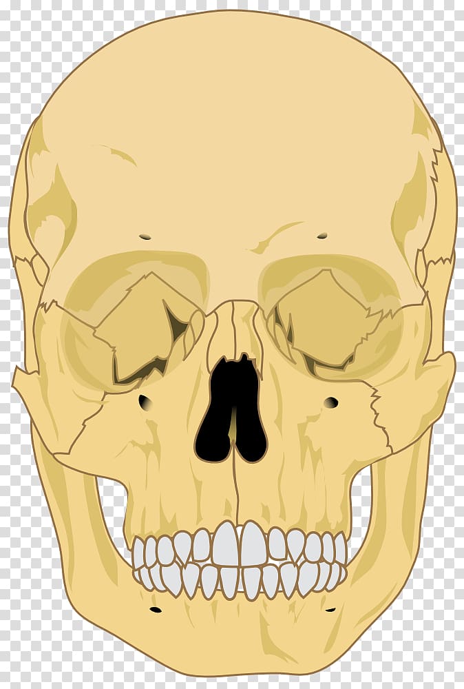 Human skeleton Skull Anatomy Bone, skull transparent background PNG clipart