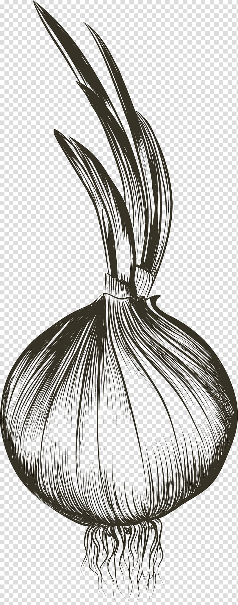 Drawing Euclidean , Sprouting garlic transparent background PNG clipart