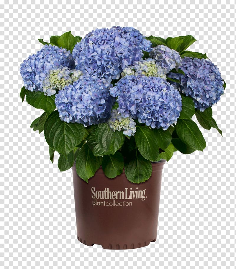 French hydrangea Shrub Flowerpot, flower transparent background PNG clipart