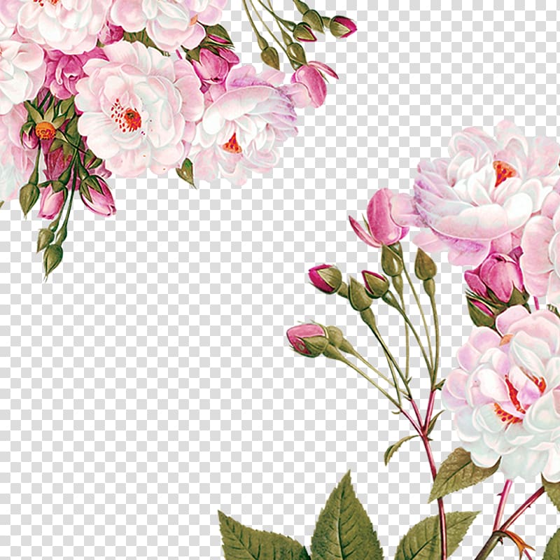 pink rose flowers illustration, Centifolia roses Paper Flower Garden roses Party, Flowers decoration material transparent background PNG clipart
