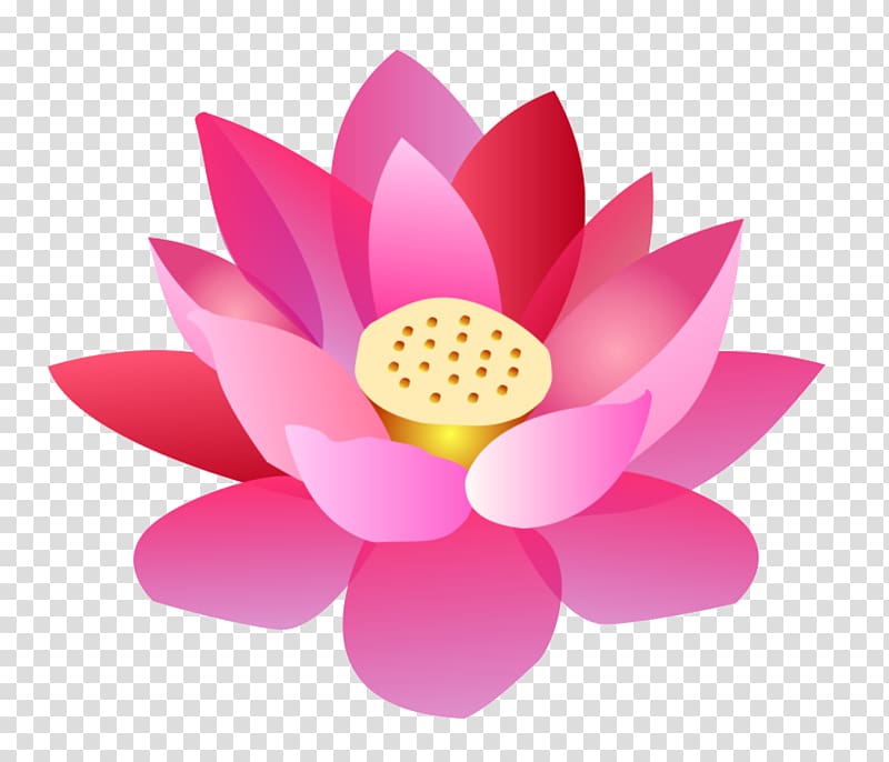 Nelumbo nucifera Cartoon Flower, 2017 Lotus transparent background PNG clipart