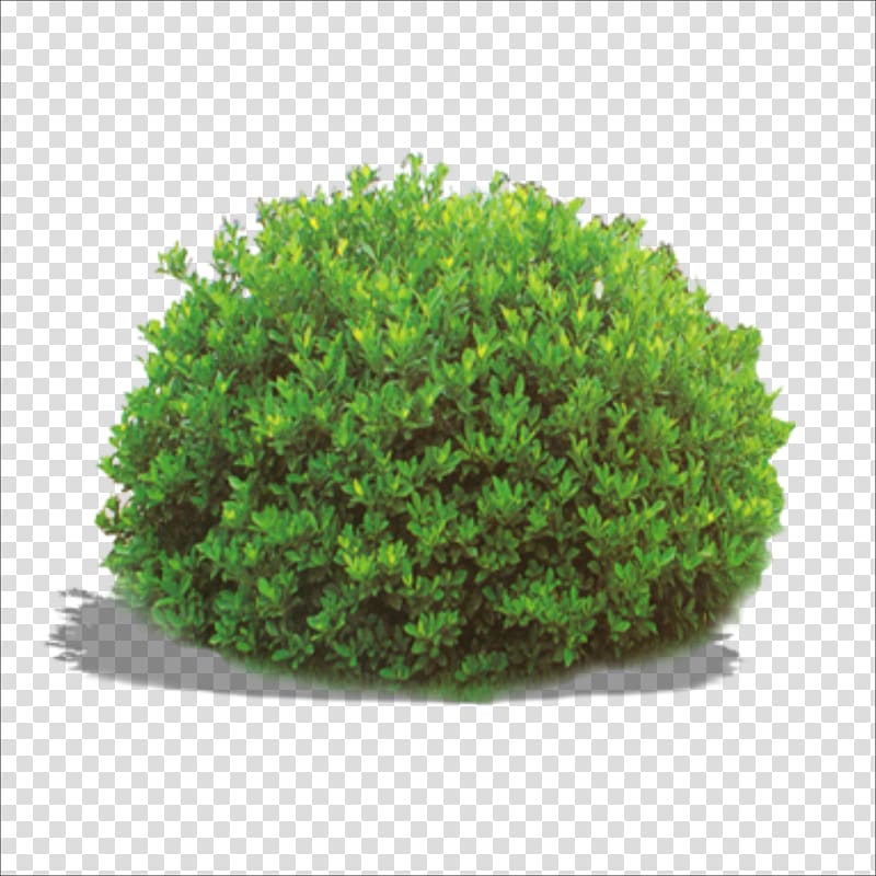 underbrush transparent background PNG clipart