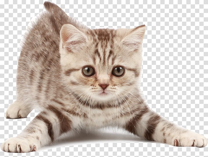Kitten American Shorthair Maine Coon Dog Looking After Cats, kitten transparent background PNG clipart