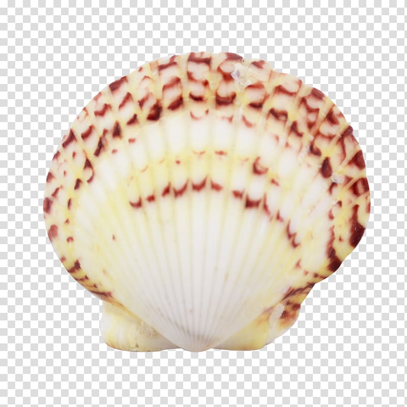 Cockle Conchology Seashell Scallop Florida, shells and starfish transparent background PNG clipart