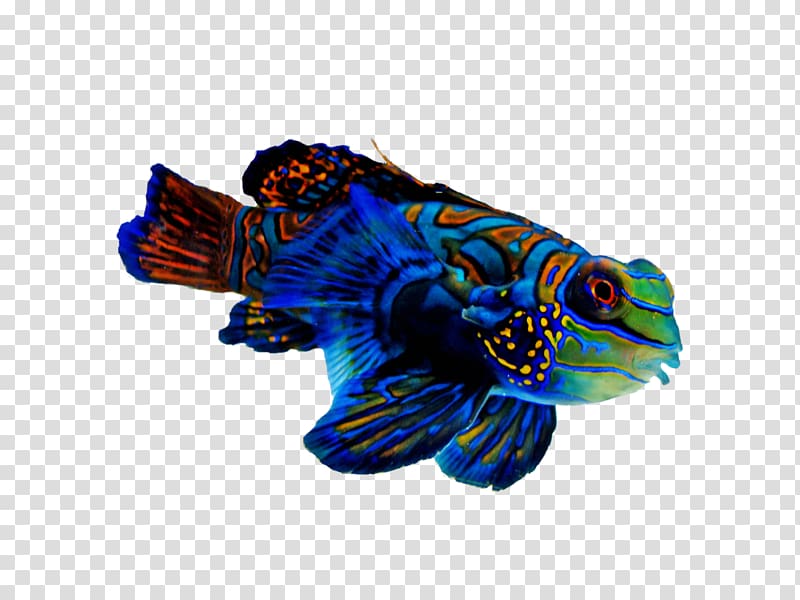 Mandarinfish Reef aquarium Tropical fish Refugium, fish transparent background PNG clipart