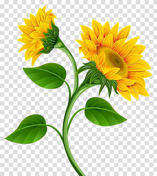 Common sunflower , Sunflower transparent background PNG clipart