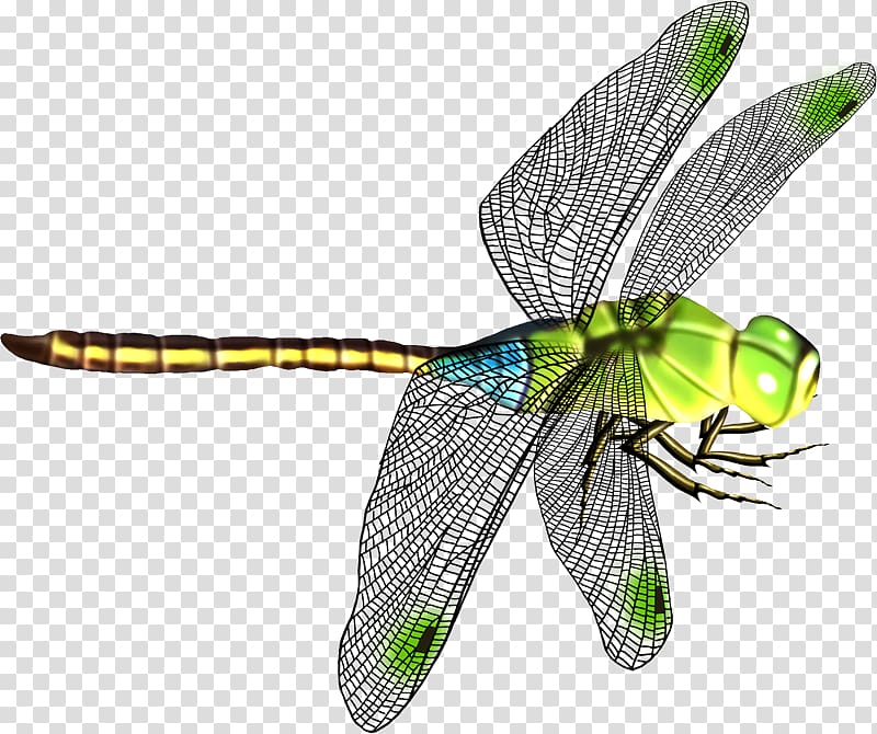 pretty dragonfly clipart