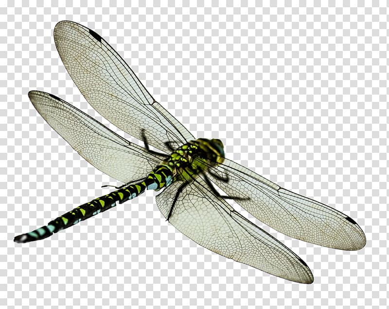Insect Dragonfly , flies transparent background PNG clipart