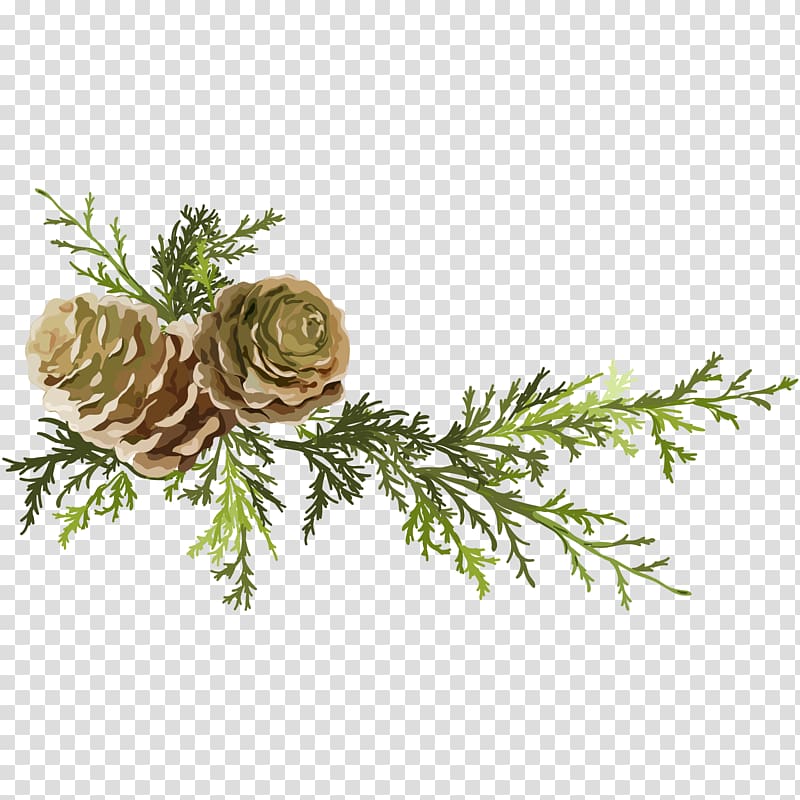 brown pine cone illustration, Pine Conifer cone Leaf, Pine needles and pine cones transparent background PNG clipart