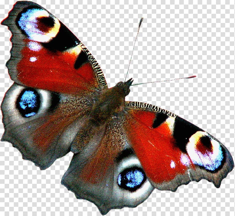 Butterfly Insect Aglais io Papillon dog Birdwing, Peafowl transparent background PNG clipart