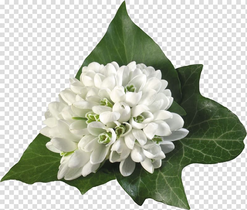 WUXGA High-definition television Flower 720p, snowdrop transparent background PNG clipart