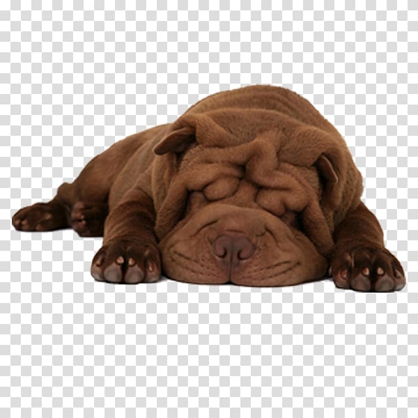 Shar Pei Puppy Pet sitting Scottish Fold Chow Chow, puppy transparent background PNG clipart